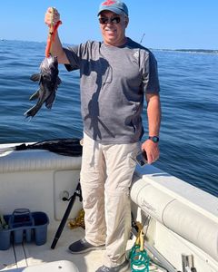 Black Sea Bass in Raritan Bay